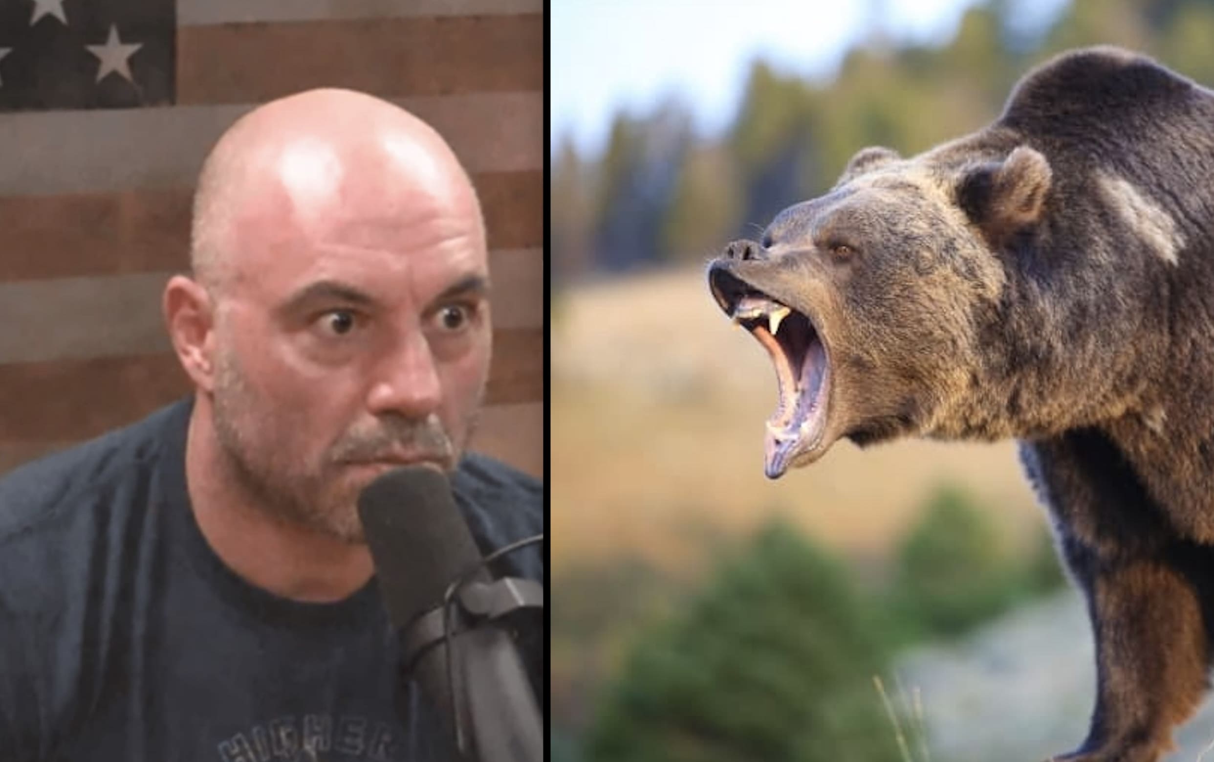 Blood Relatives? The Shocking Truth About Seth And Joe Rogan - 3xv0pqy