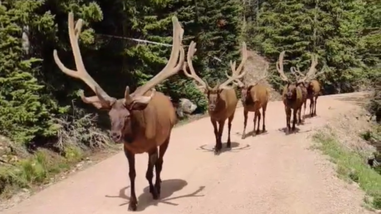 Mountain Bikers Let Six Massive Bull Elk Pass (Watch)