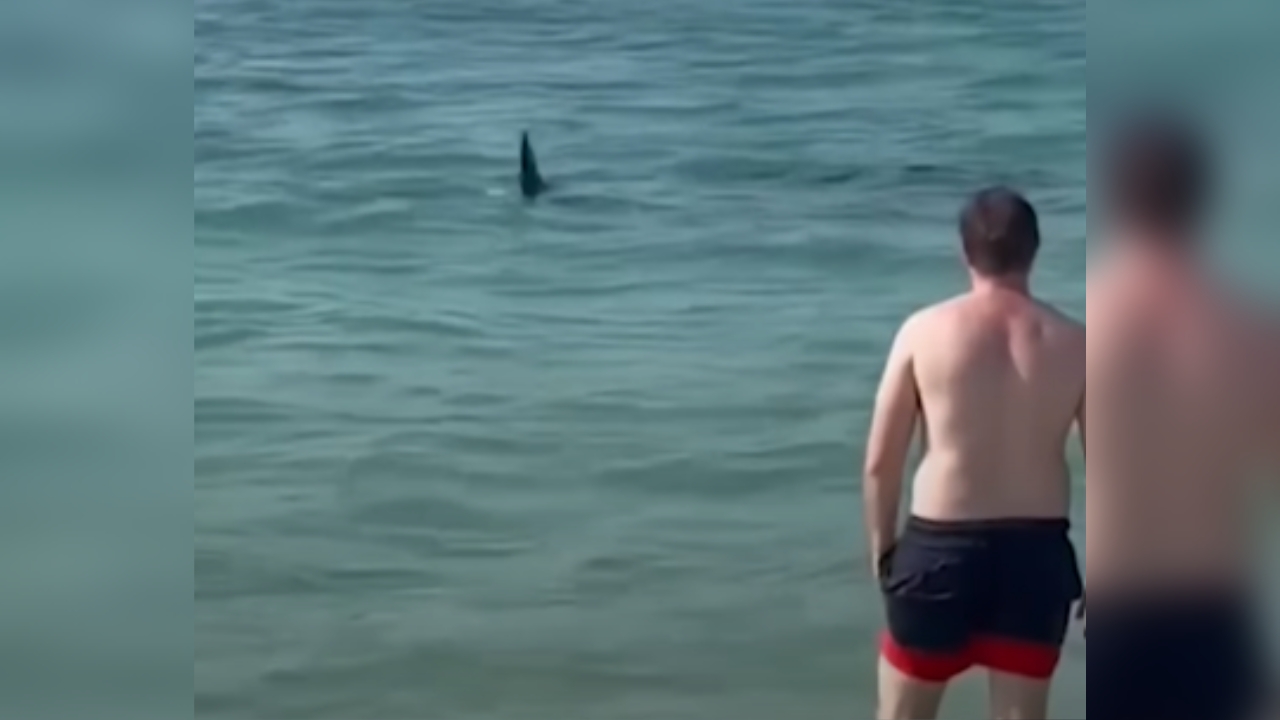 WATCH: Shark Circles Prey Near Beachgoers In Dubai