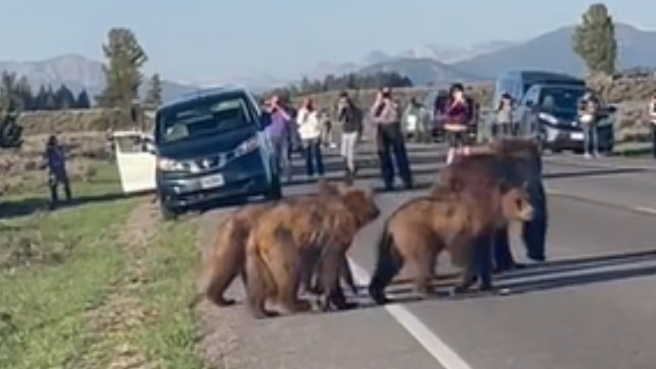 WATCH: Foolish Tourists Get Out Of Vehicles As Grizzlies Cross Road