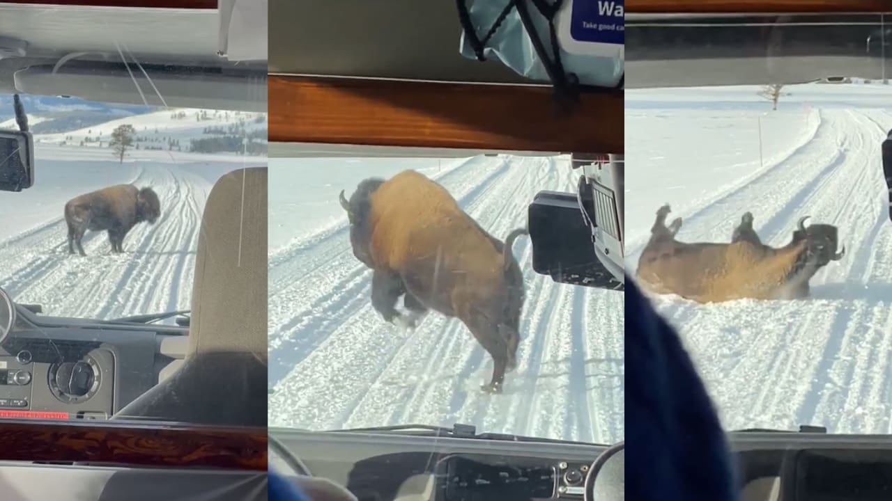 Bison Throws Temper Tantrum In Front Of Snowcoach (Funny Videos)