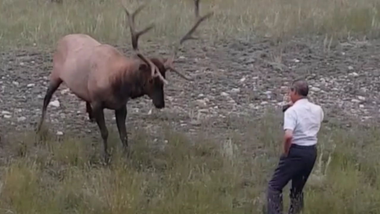 Uninformed Tourist Approaches Elk For Pictures (Cringey Video)