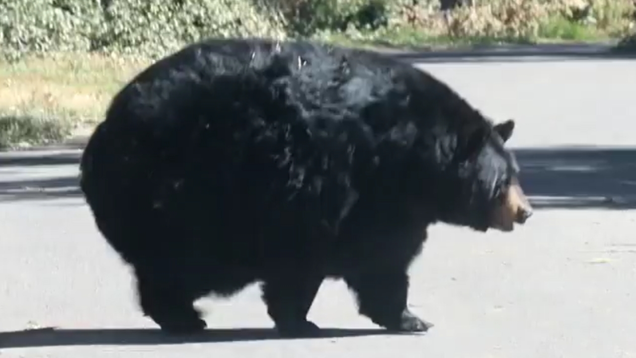 Fat Bear Struggles To Waddle Across Road (Video)