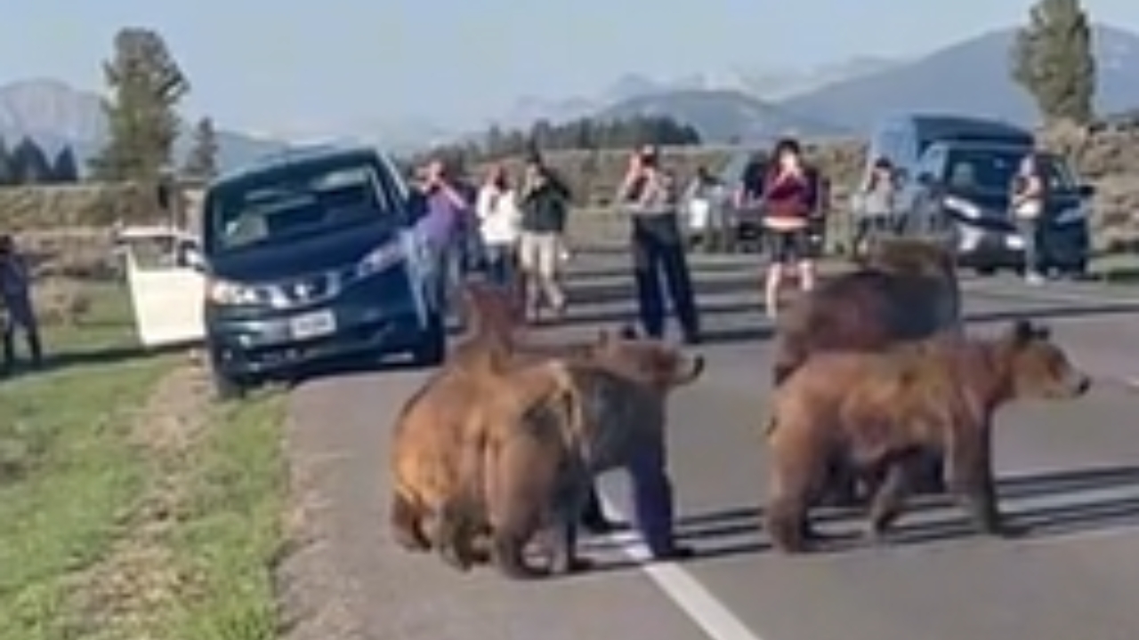 Clueless Vacationers Get Out Of Cars To Take Pictures Of Bears (Video)
