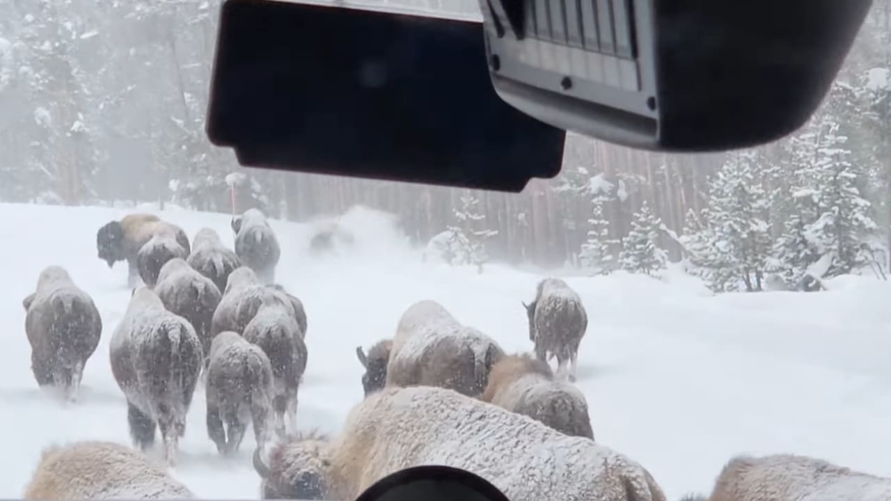 Inconsiderate Bison Block Snowcoach Tour In Yellowstone (Watch)