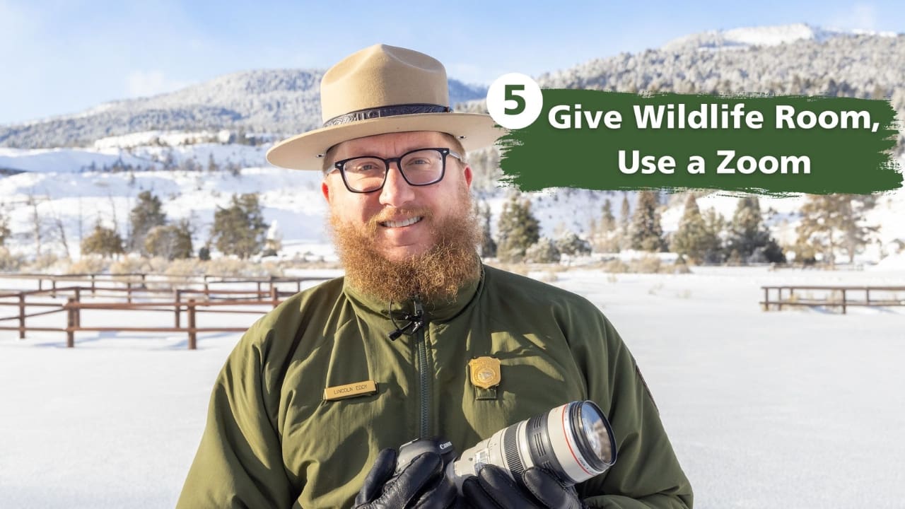 Yellowstone National Park: "Give Wildlife Room, Use a Zoom"