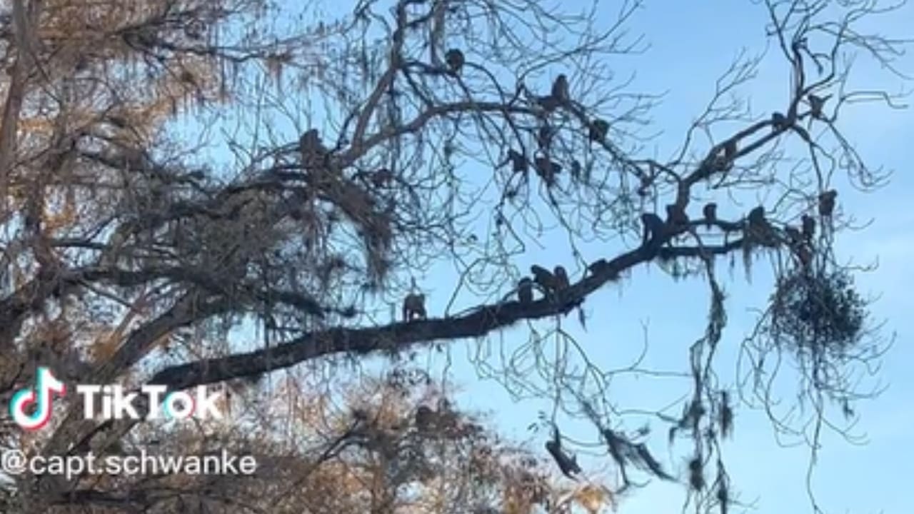 WATCH: Florida Monkeys Engage In Turf War