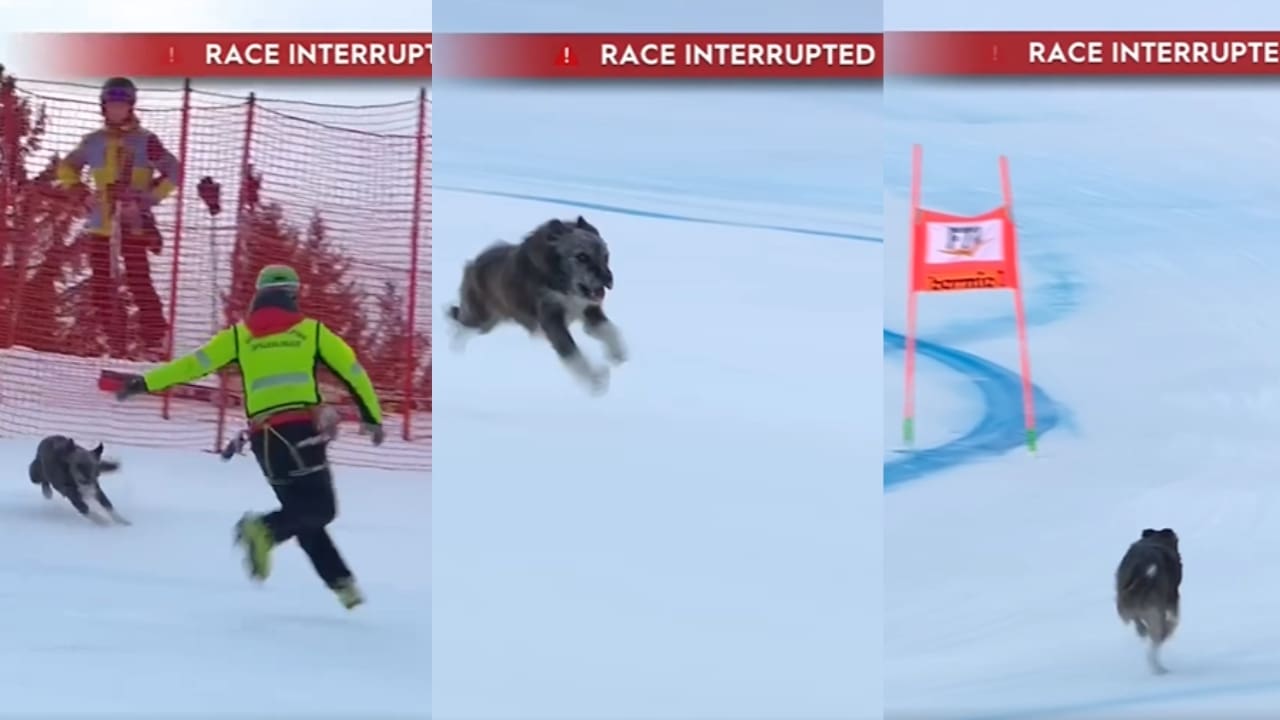 Goodest Boy Interrupts Ski Race (Dog Video)