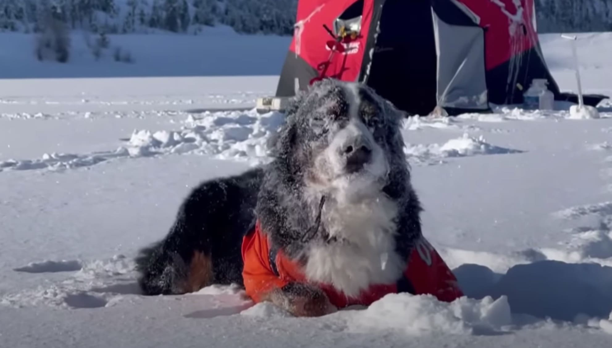 Instapets: Meet Parker the Snow Dog