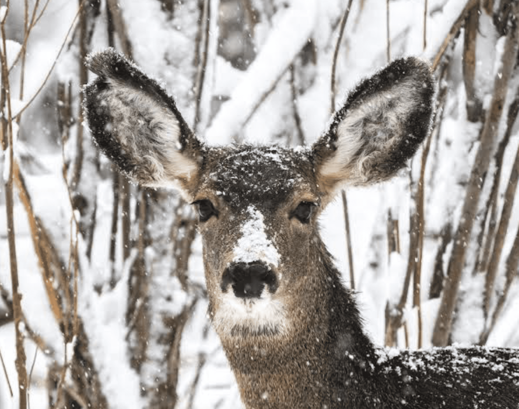 The Snow Is So Deep In Parts Of Utah That Officials Are Feeding Wild Deer