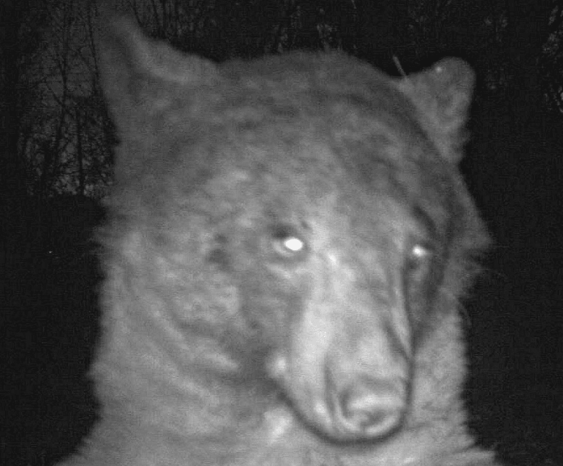 Photogenic Bear Takes Hundreds Of Selfies On Boulder Wildlife Camera