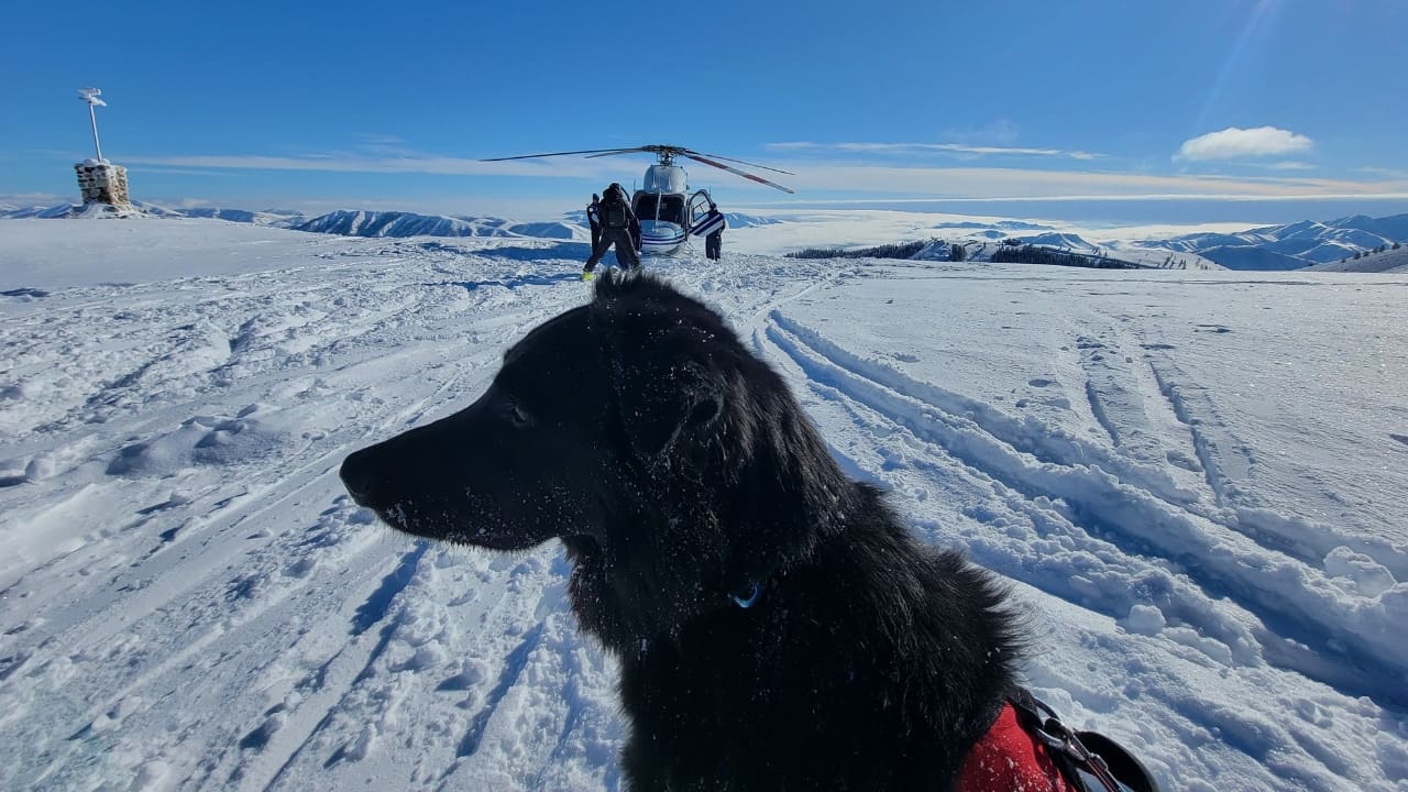 A Day In The Life Of A Sun Valley Avalanche Dog And Their Handler