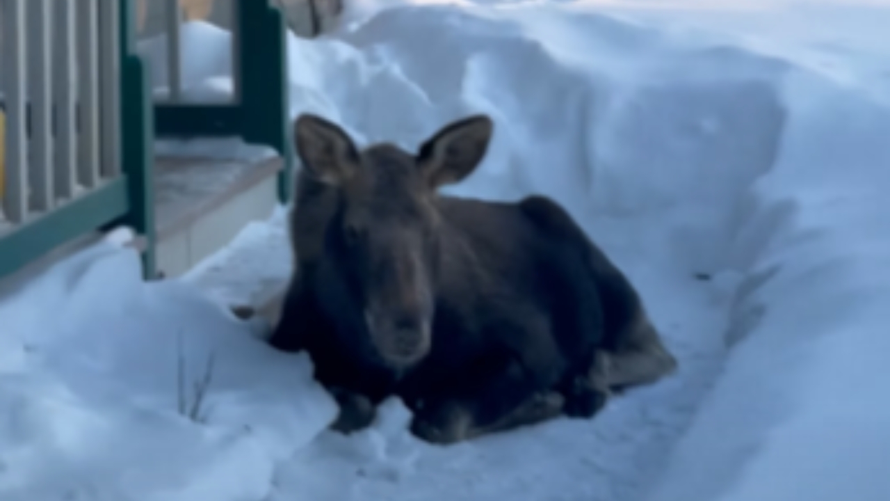 Moose Calf Refuses To Let Homeowner Past (Funny Video)