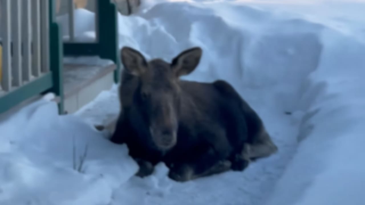 Moose Calf Refuses To Let Homeowner Past (Funny Video) Moose Calf Refuses To Let Homeowner Past (Funny Video)