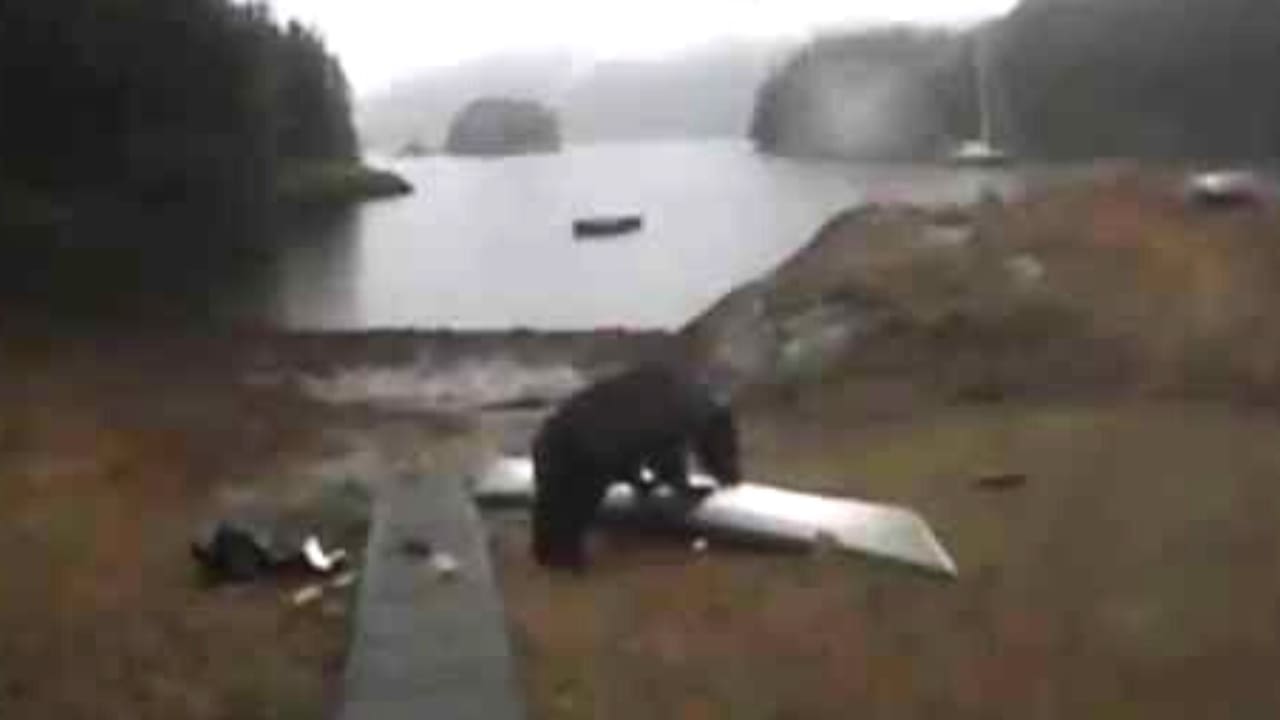 Woman Loses Her Mind As Bear Destroys Her Kayak (Watch)