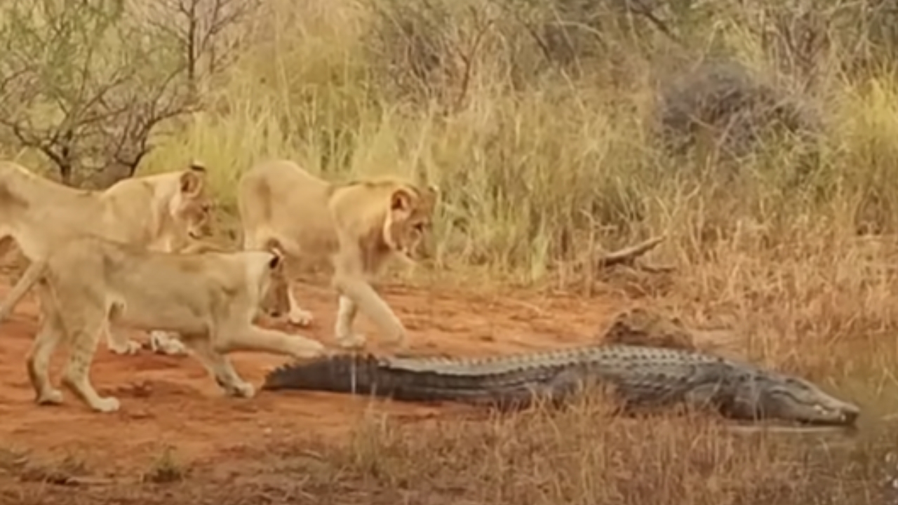 WATCH: Best Animal Sightings From South African National Park