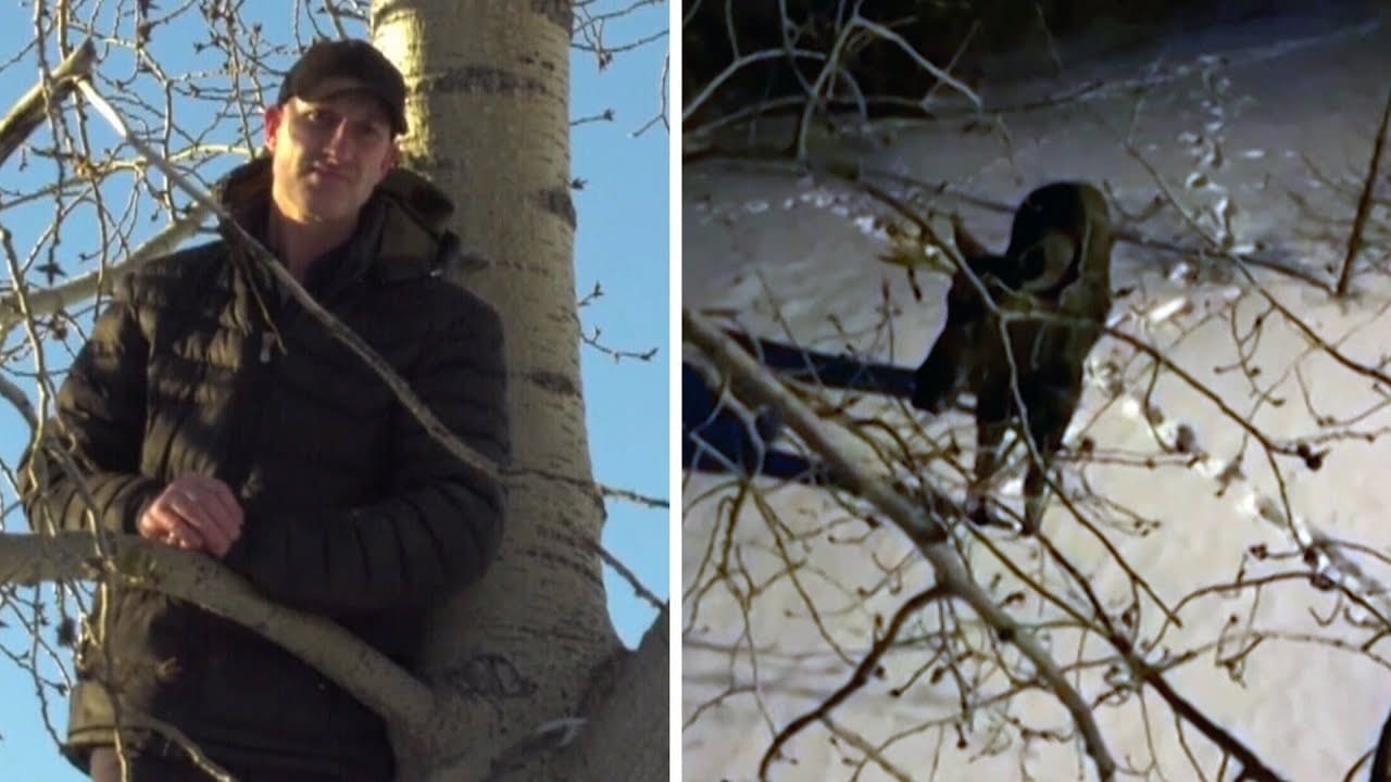 VIDEO: Canadian Man Climbs Tree To Escape Aggressive Moose