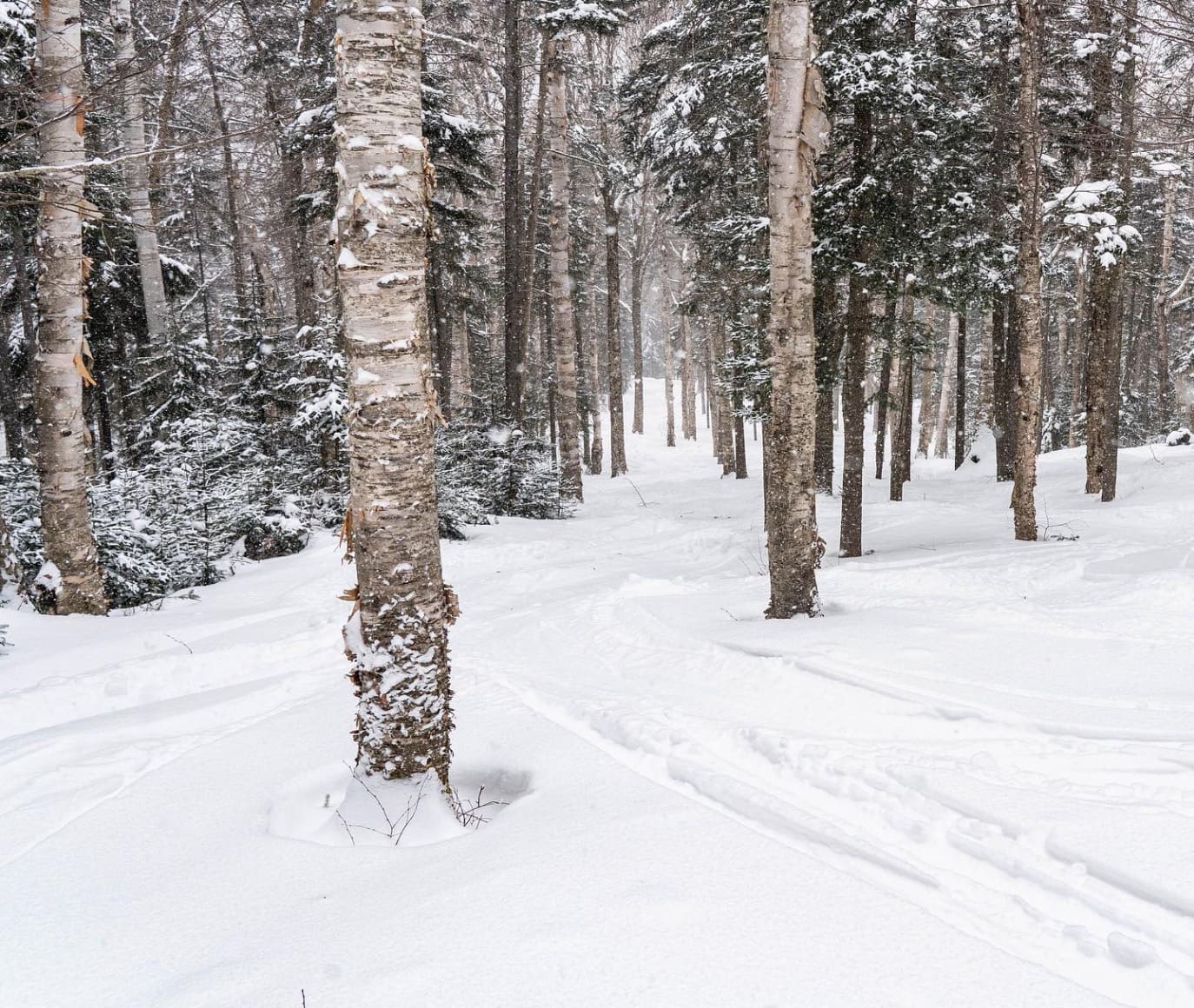 Bretton Woods Trip Report: A Sleeper Powder Day