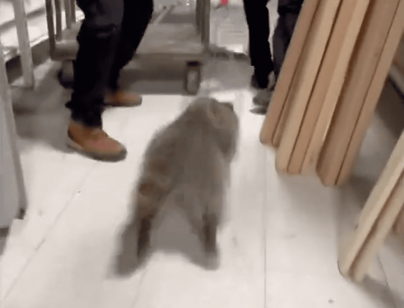 WATCH: Raccoon Causes Hilarious Chase Scene In Local Colorado Business