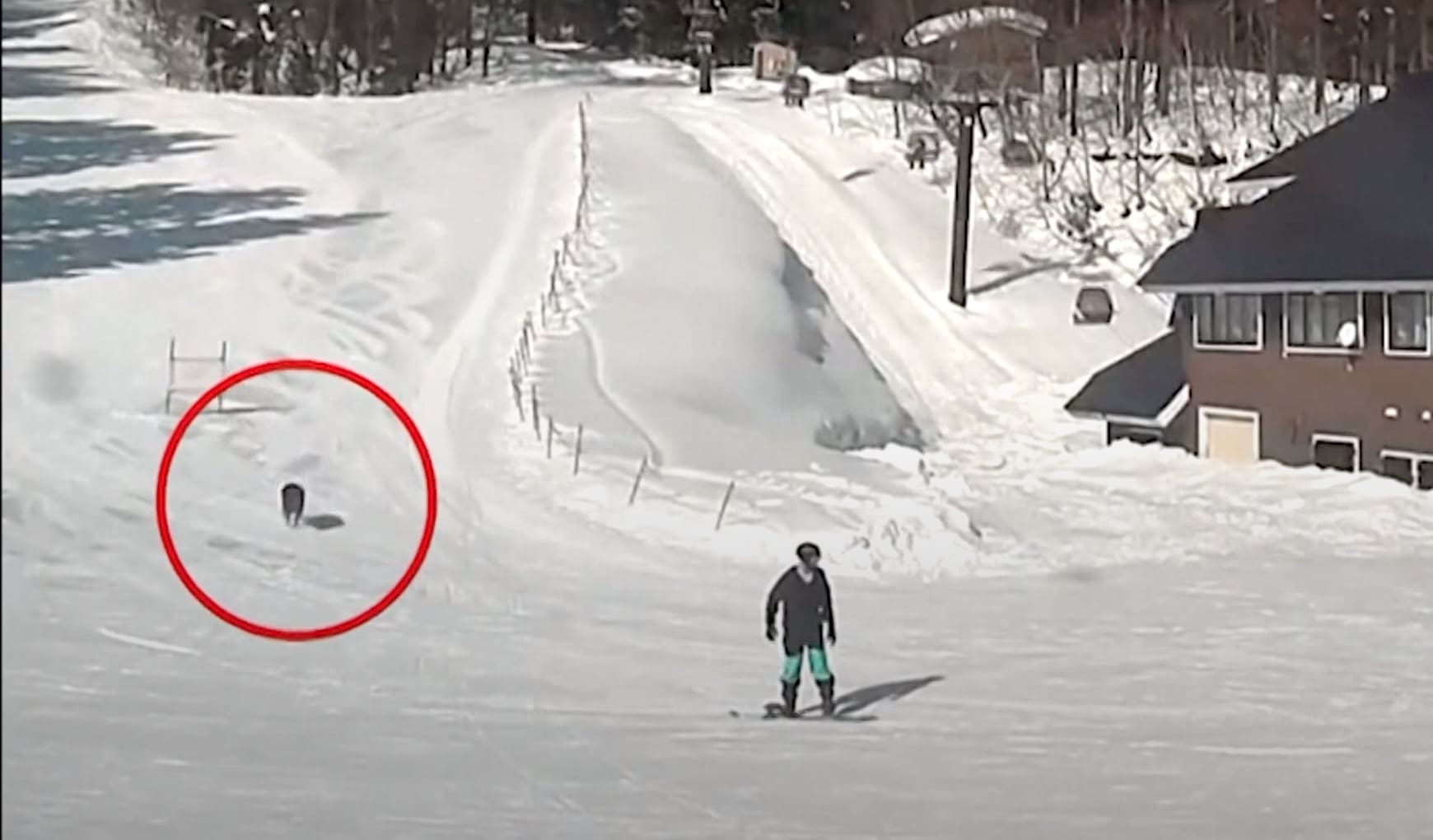 WATCH: Security Cam Footage of That Wild Boar Attack @ Japanese Resort