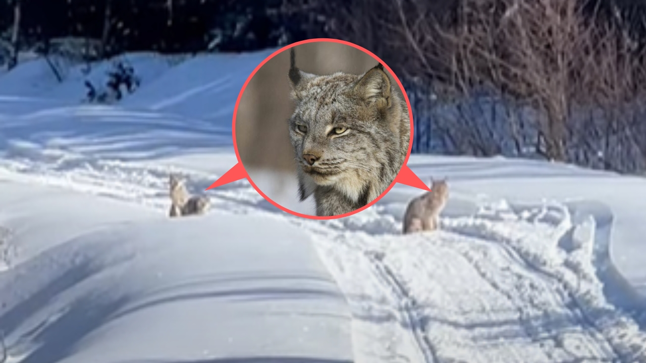 Lynx Family Blocks Snowmobile Trail (Watch)