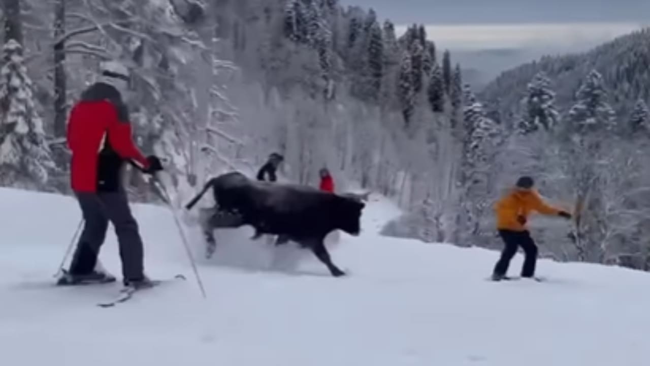 VIDEO: Aggressive Bull Charges Skiers And Snowboarders