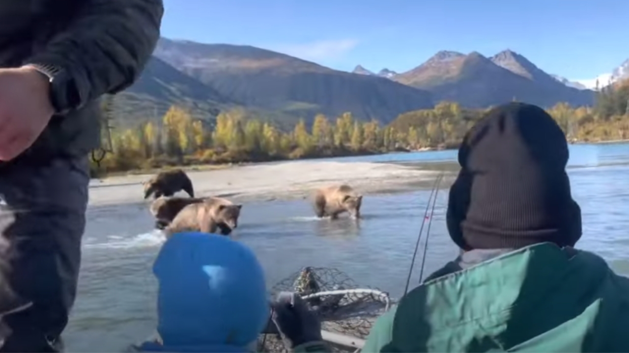 WATCH: Four Grizzly Bears Scare Off Fishermen