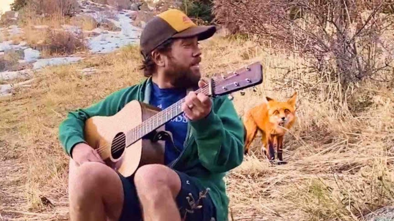 Wild Fox Comes To Hear This Guy Play Banjo Every Day (Watch)