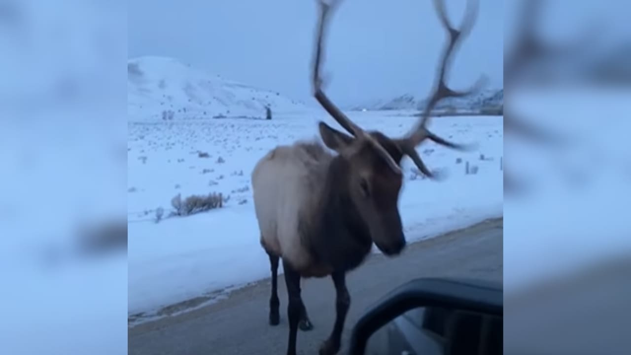 Instant Karma: Elk Teaches Arrogant Driver A Lesson (Watch)