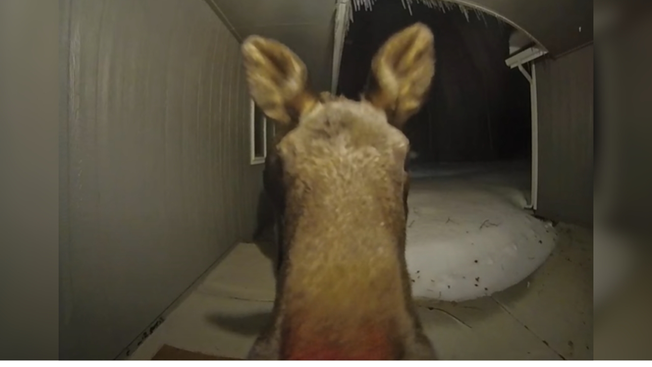 WATCH: Nosy Moose Licks Smart Doorbell