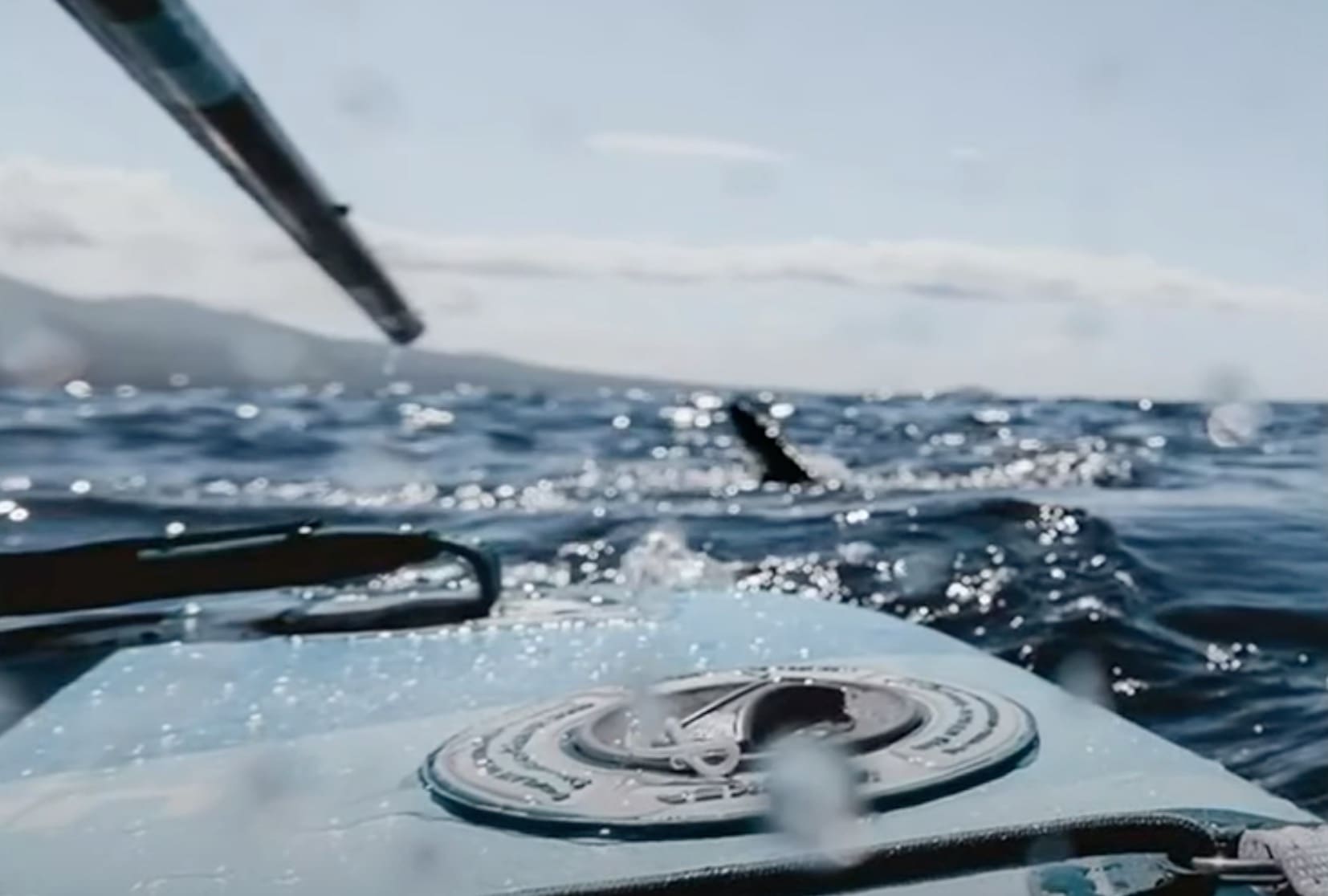 Paddle Boarders In Maui Fight Off 15-Foot Tiger Shark With Paddle