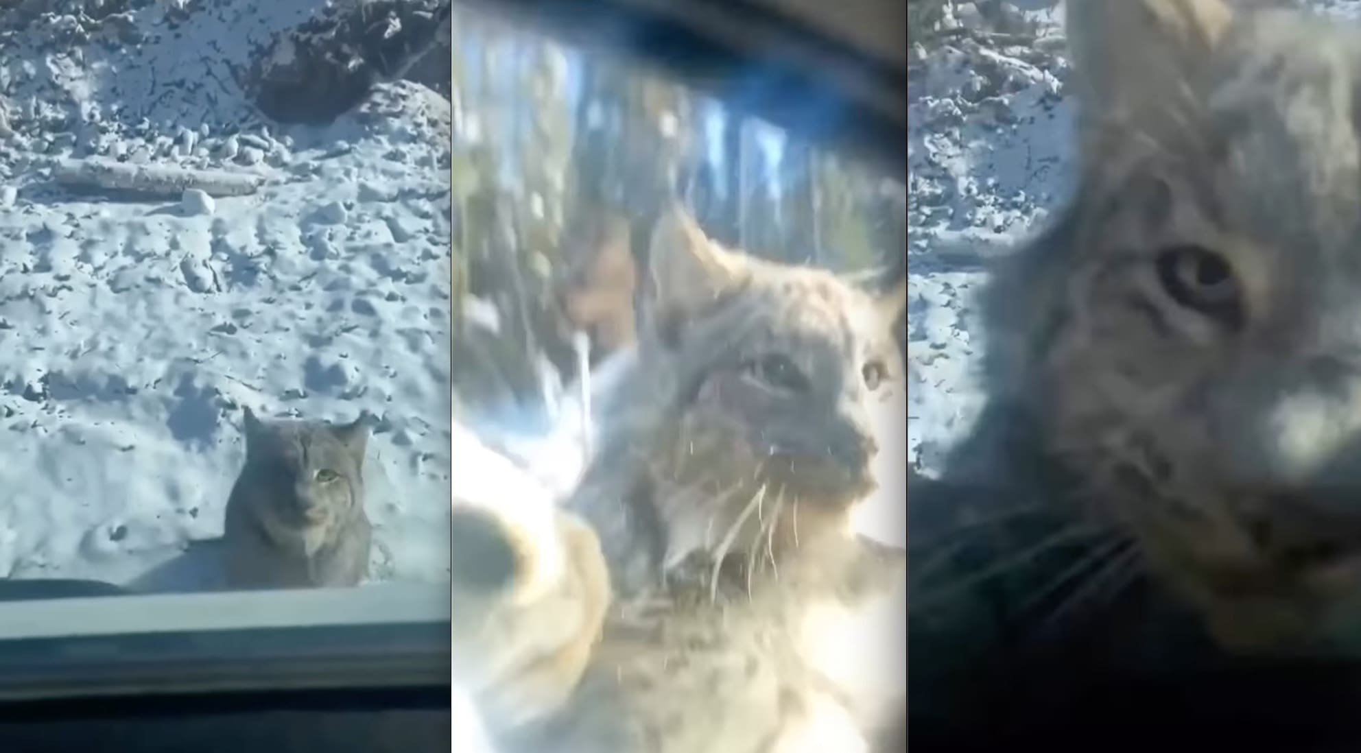 VIDEO: Lynx Scares The Wits Outta Pickup Truck Driver