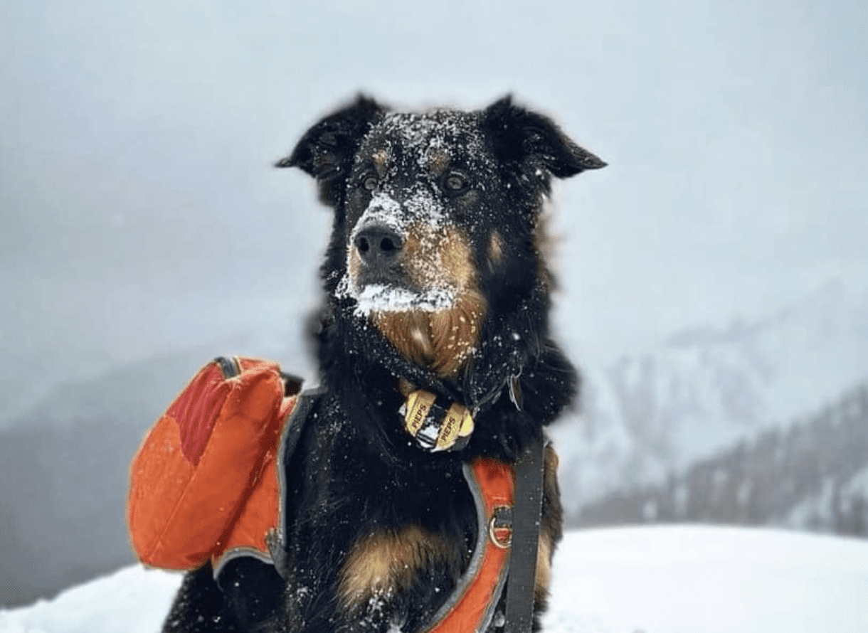 Colorado man who survived avalanche 'desperately' searching for pet dog who  went missing in slide