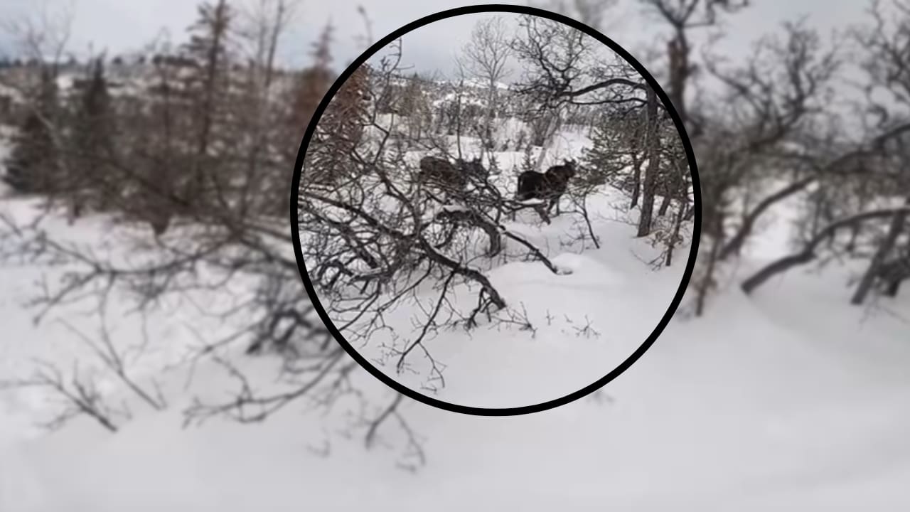 WATCH: Man Skis Within Feet Of Moose In-Bounds