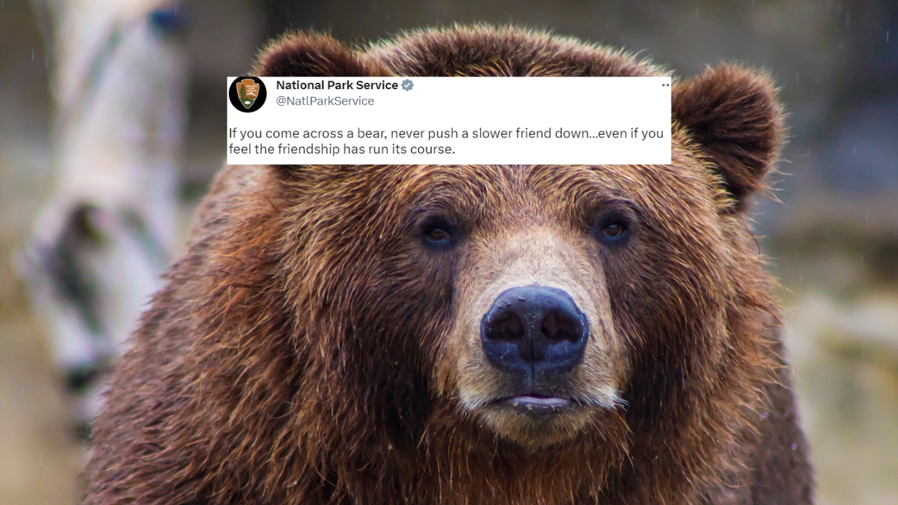 National Parks Service On Bear Encounters: “Never push a slower friend down”