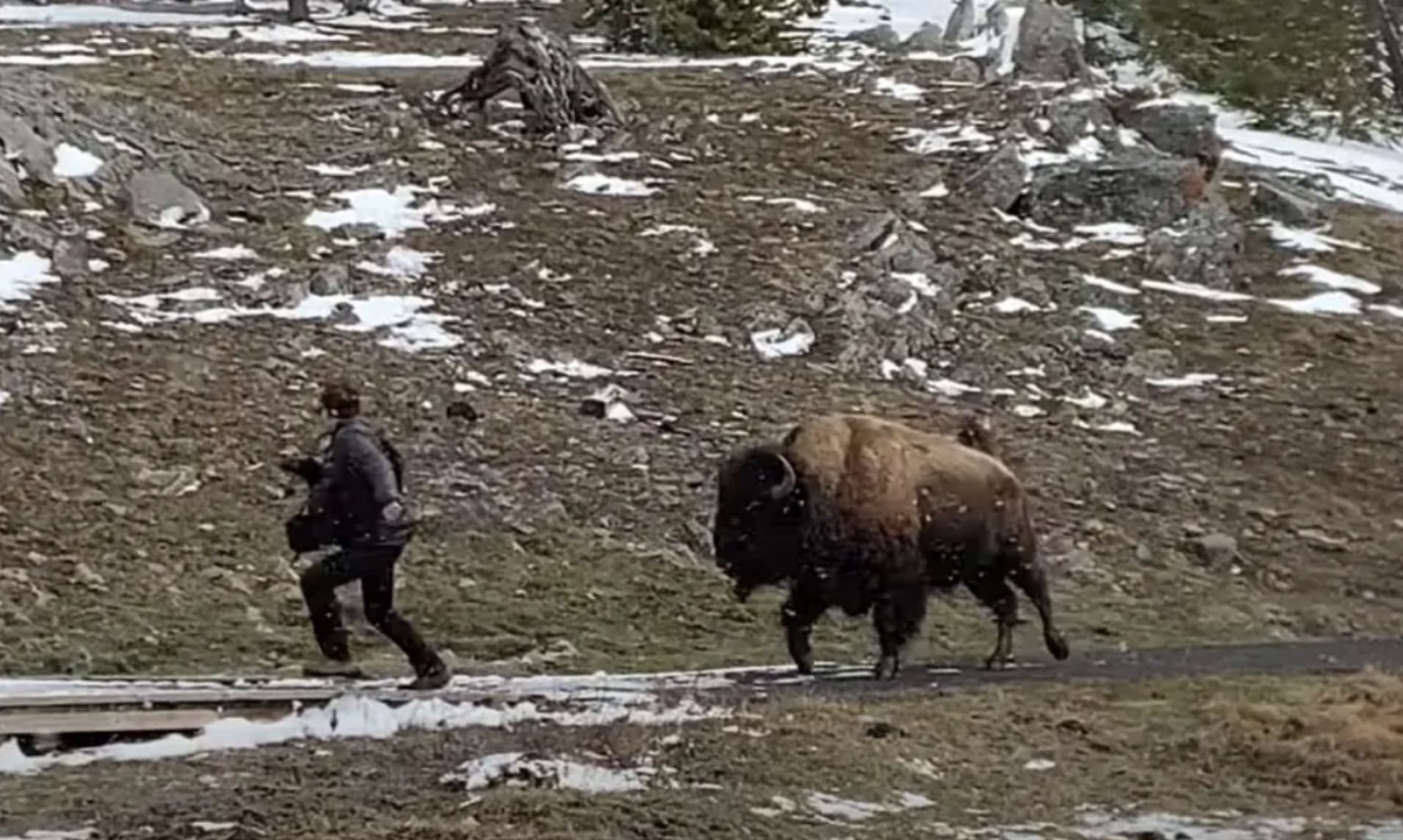 National Parks Service Funny PSA In Response To Tourist-Animal Encounters