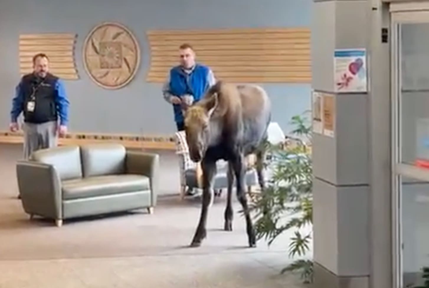 WATCH: Moose Escorted Out of Alaskan Hospital After Chomping On Decorative Plants