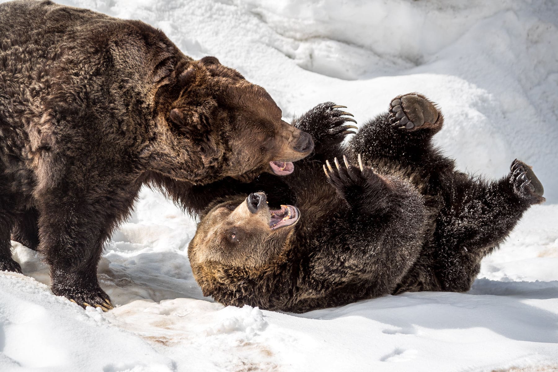 Ski Resort's Resident Grizzly Bears Emerge From 163 Day Hibernation