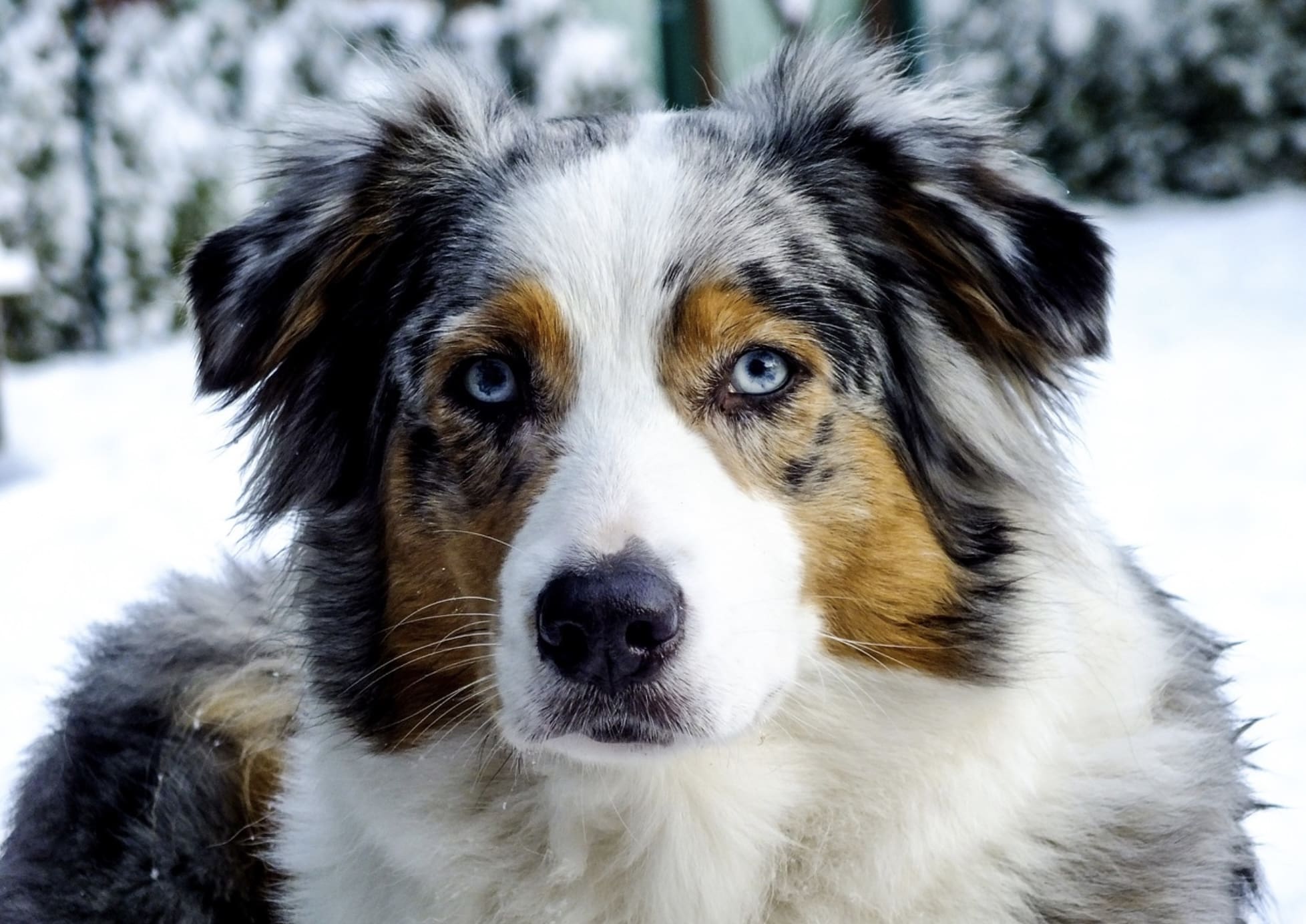 Top 5 Mountain-Friendly Dog Breeds: Find Your Perfect Adventure Companion