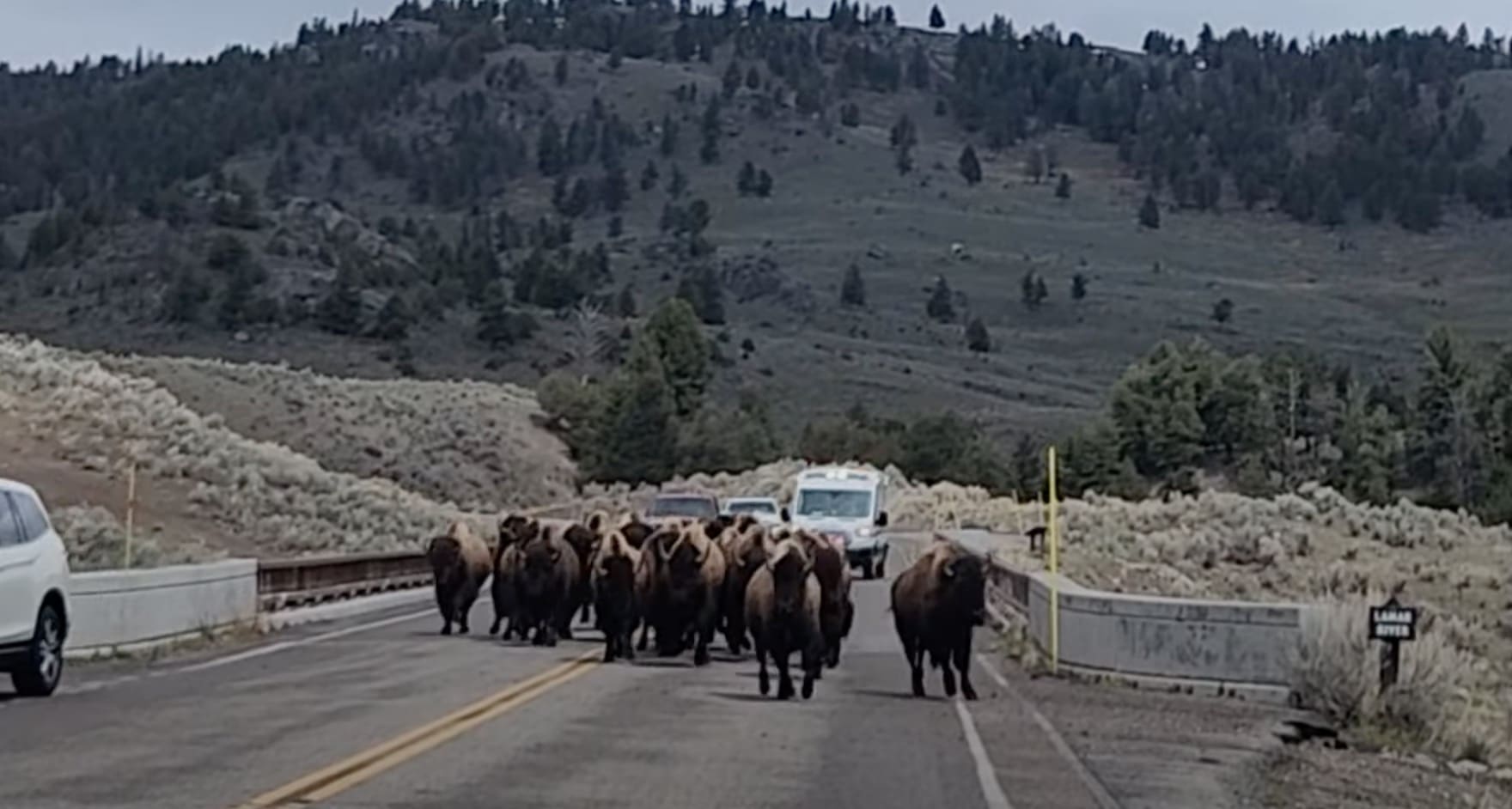 What Happens When An Ambulance Has To Get Through A Herd of Bison?
