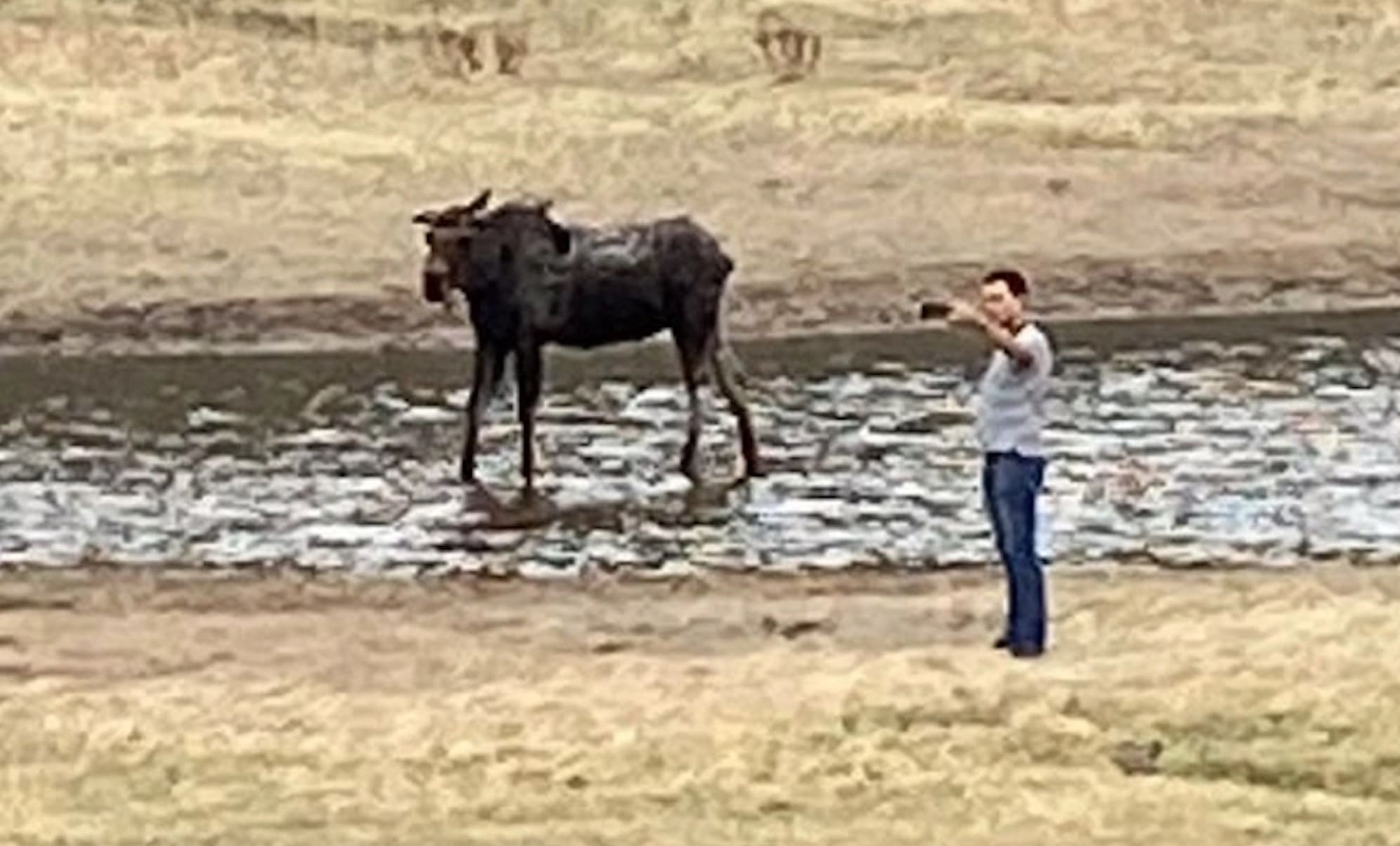 Rocky Mountain National Park Makes Example of Moose Selfie Idiot