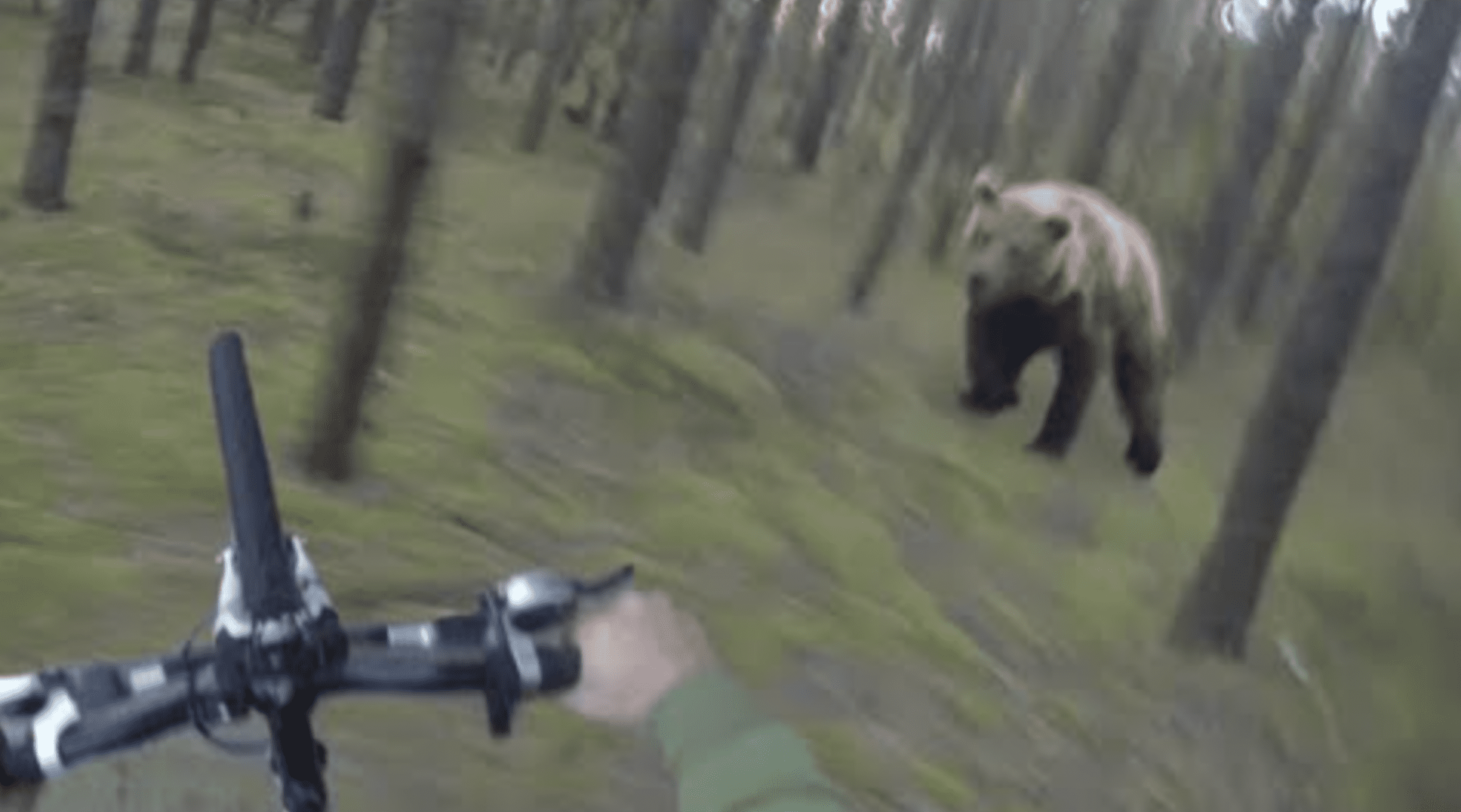 Is This Viral Video Of A Bear Chasing A Mountain Biker Fake? (Spoilers: Absolutely!)