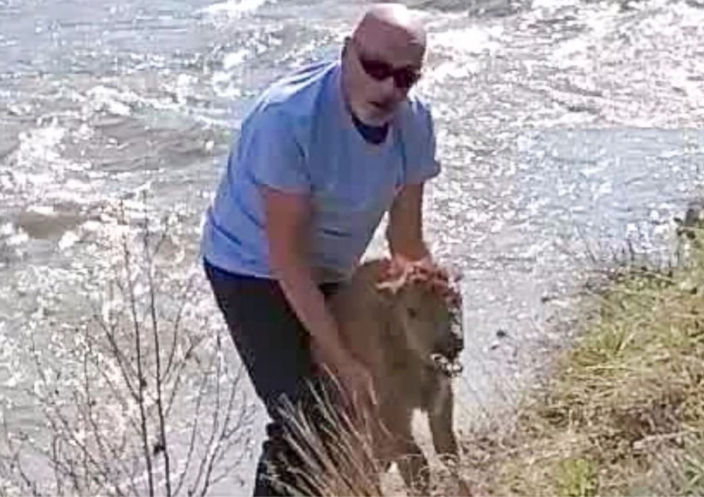 Yellowstone Needs Help Identifying This Man Who Picked Up Newborn Bison Calf