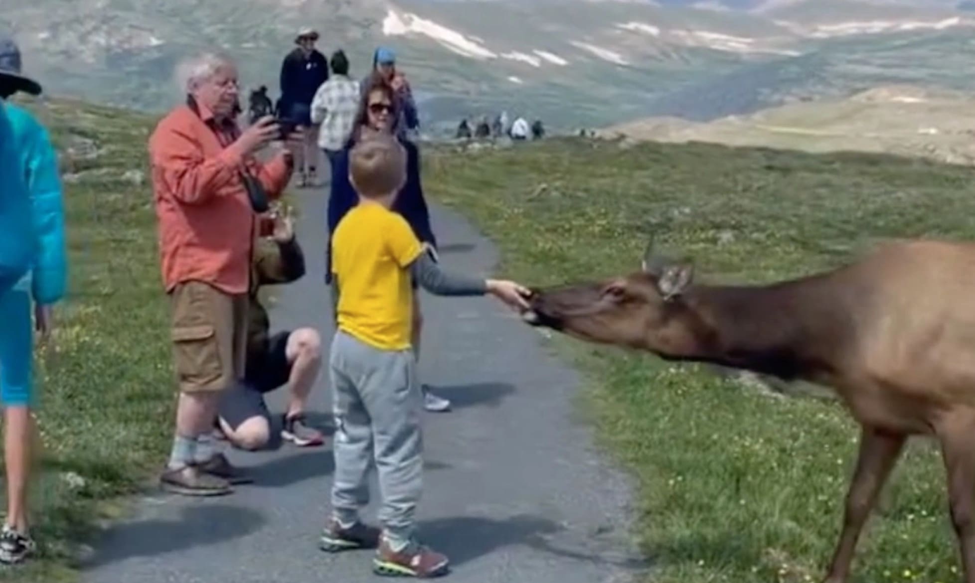 Kid Hand Feeding Elk In Rocky Mountain National Park Gets Finger Bitten