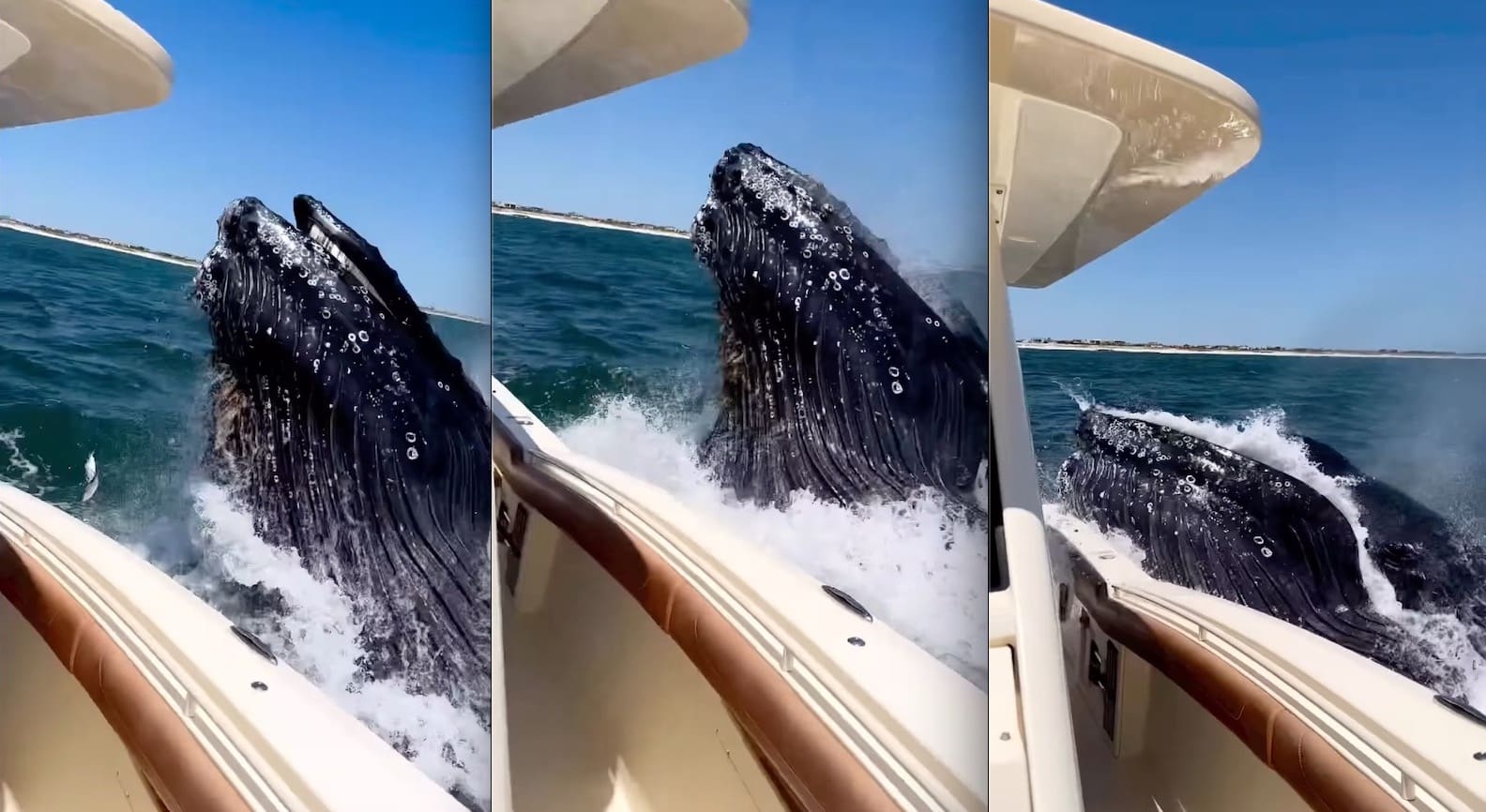 Humpback Whale Bumps Long Island Boat Out For Memorial Day Cruise