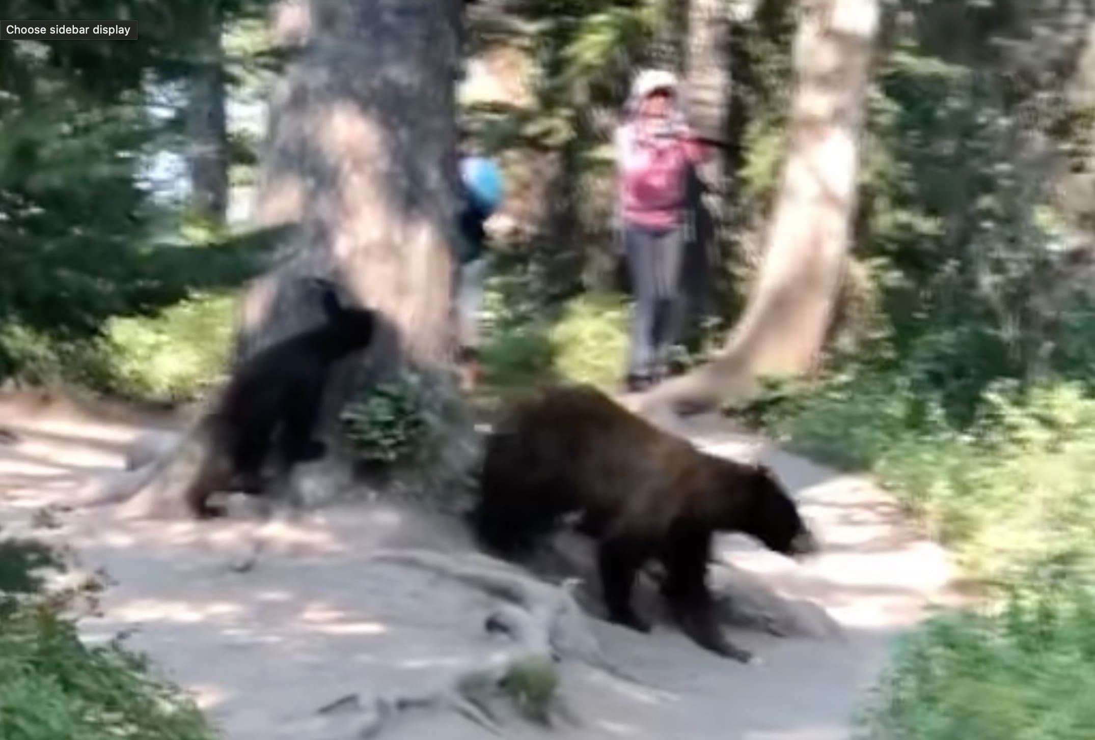 Clueless Tourists Crowd Bear Family On Wyoming Hiking Trail