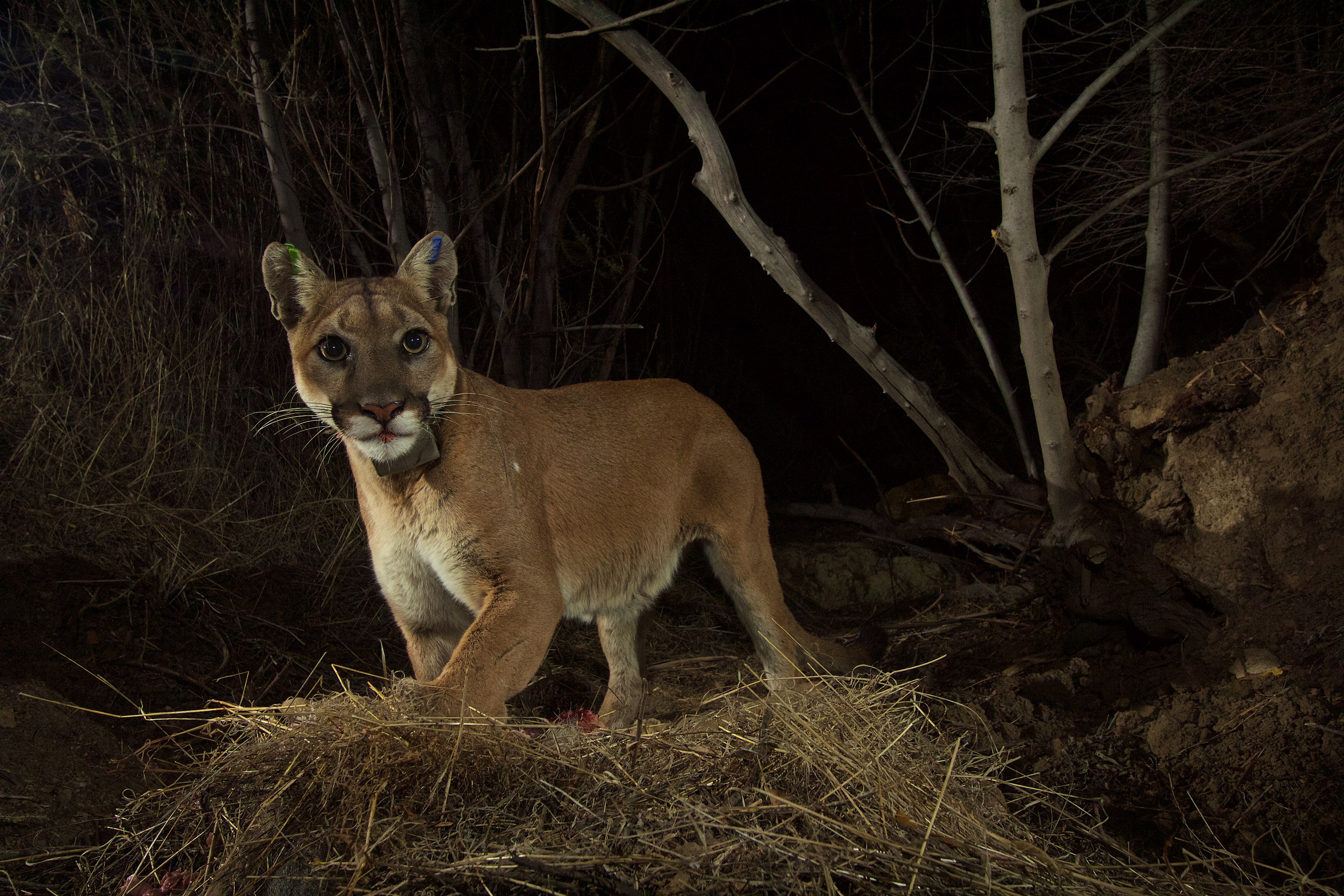 Oregon Mountain Biker Chased By Cougar Near Mt. Hood