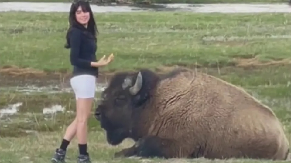 Yellowstone Tourist Sticks Crotch Inches from Wild Buffalo Face