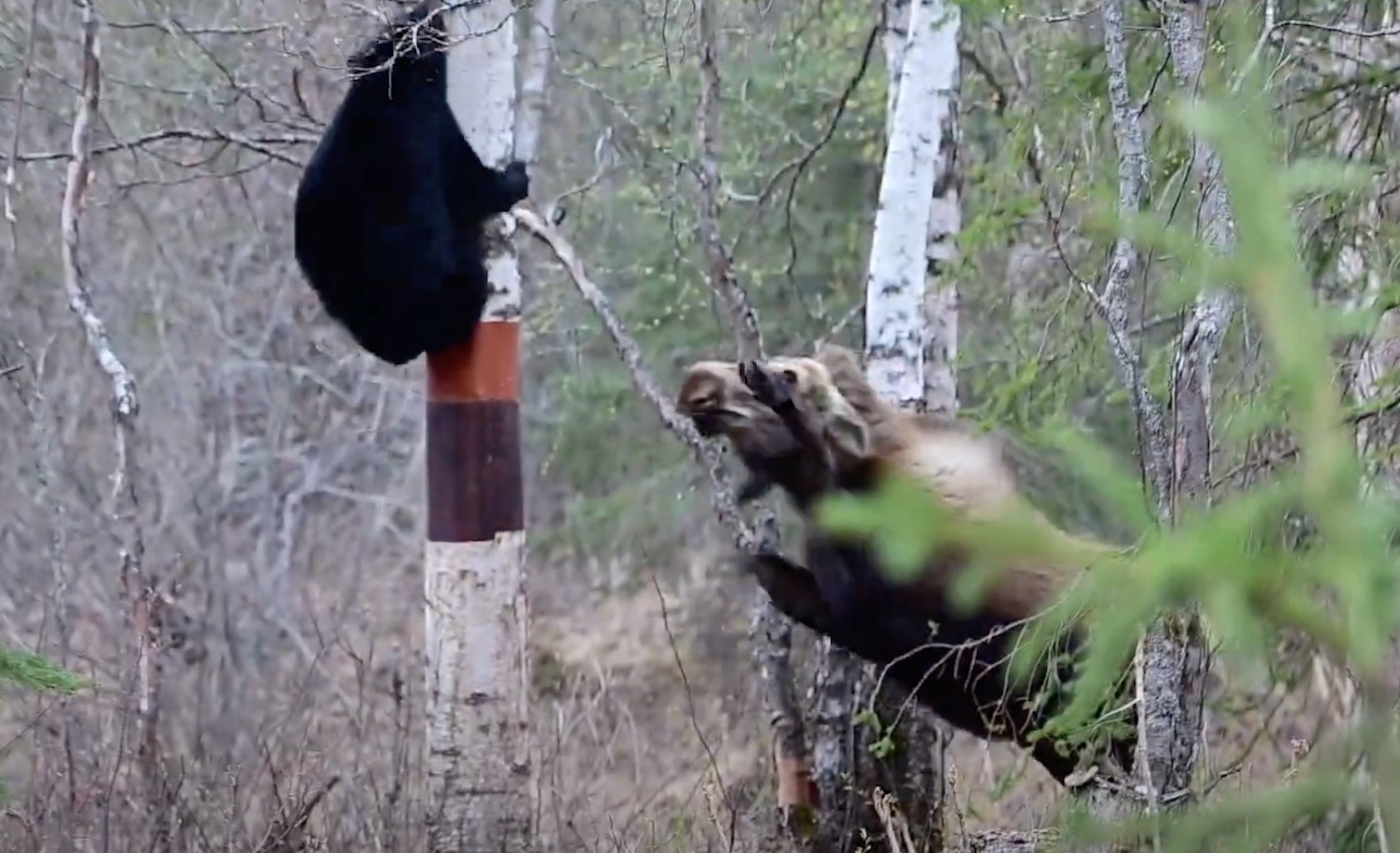 VIDEO: Momma Moose Defends Calves Against Encroaching Bear