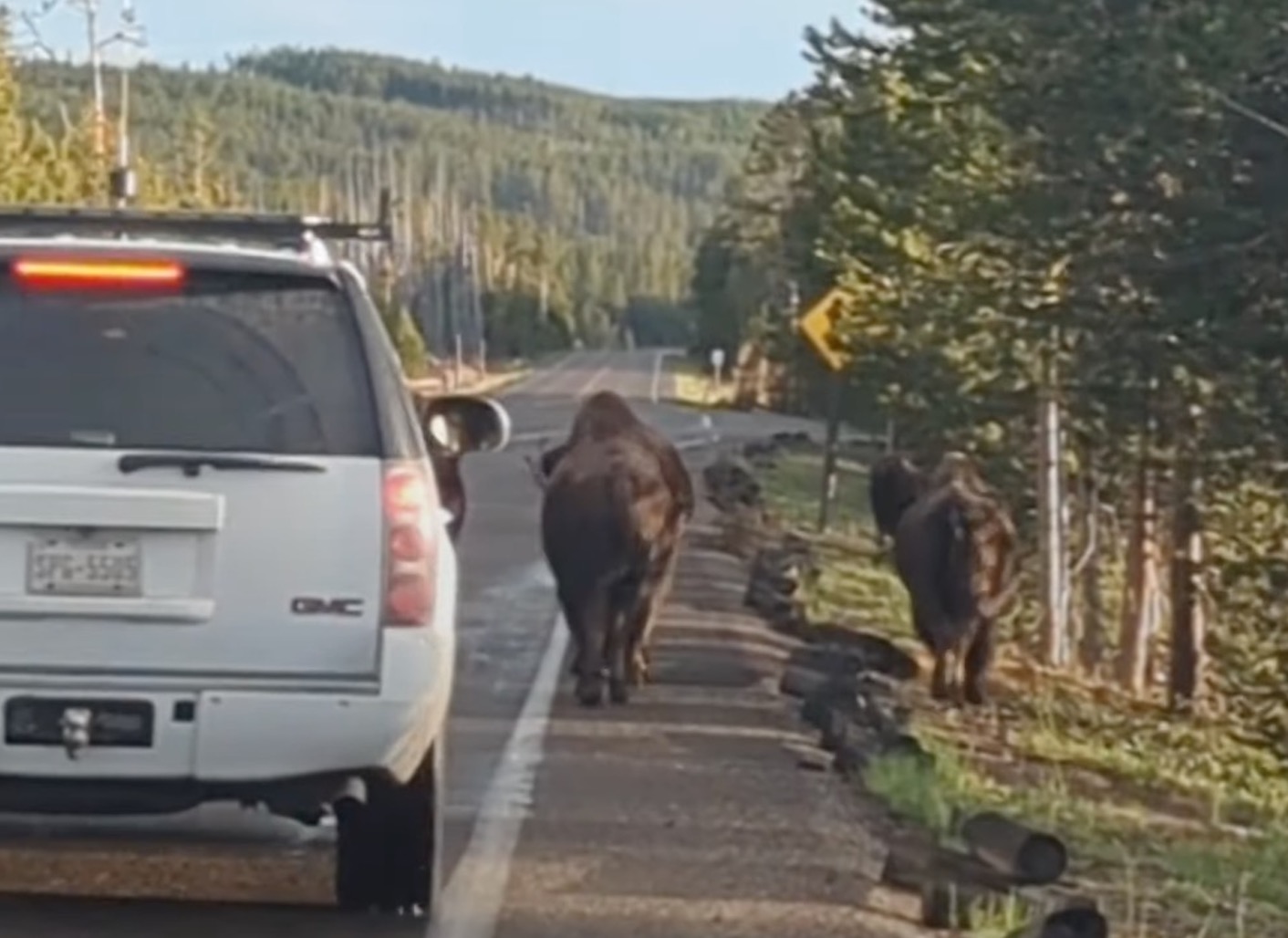 Impatient SUV Driver Forces Yellowstone Bison Off Road